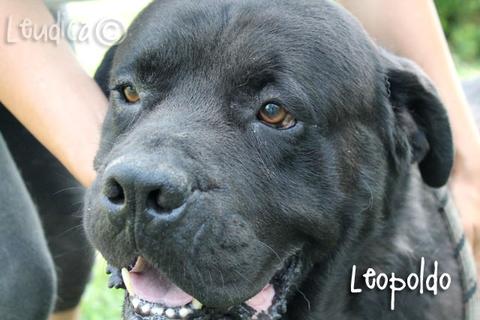 Leopoldo